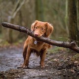 dog carrying a stick